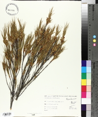 Dracophyllum uniflorum image