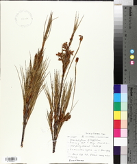 Dracophyllum longifolium image