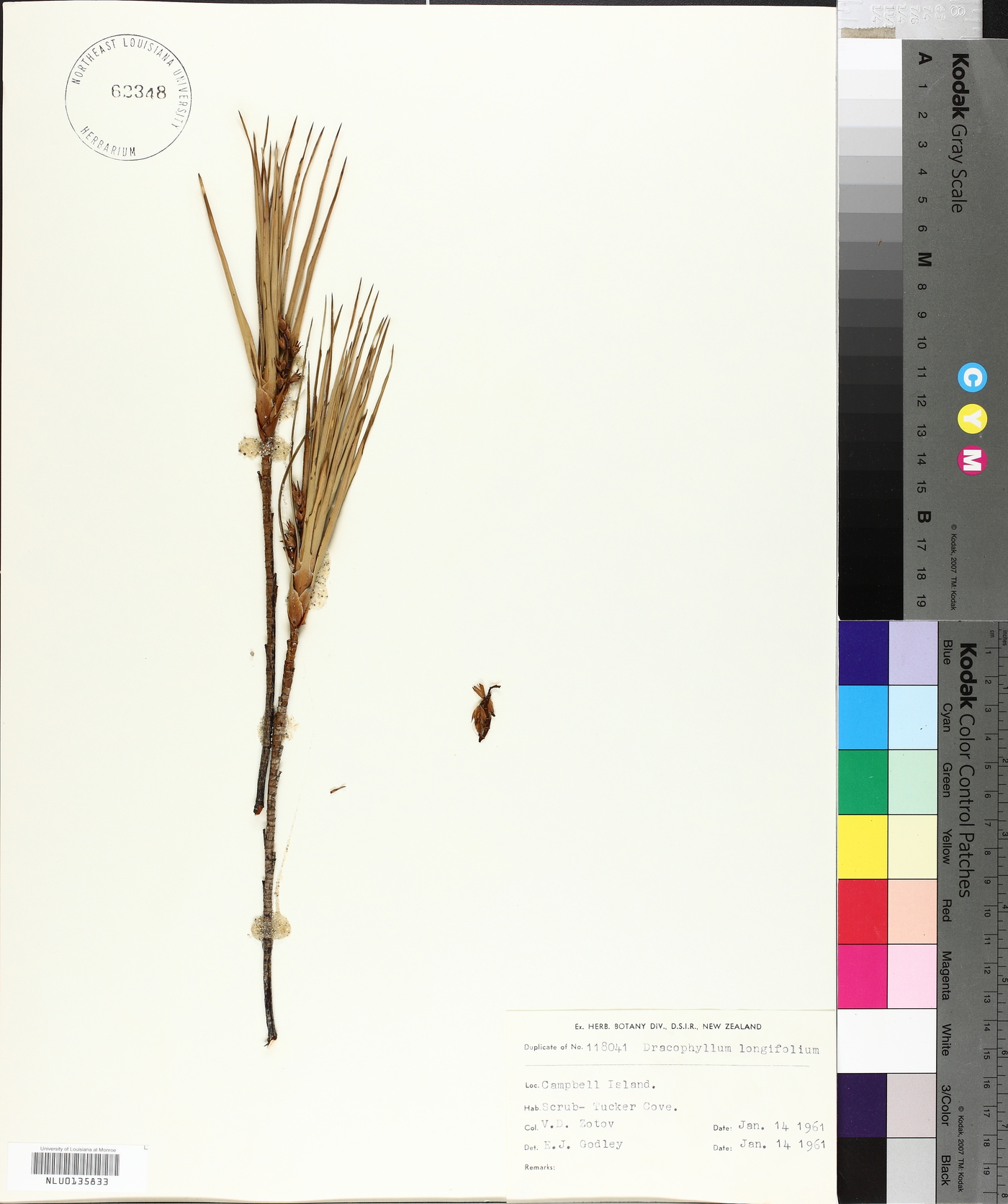 Dracophyllum longifolium image