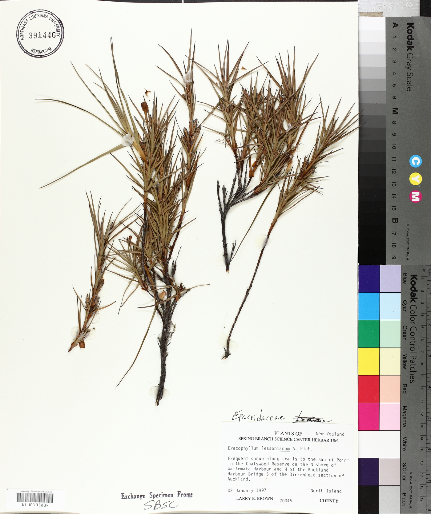 Dracophyllum lessonianum image