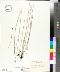 Equisetum variegatum image