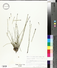 Equisetum variegatum image