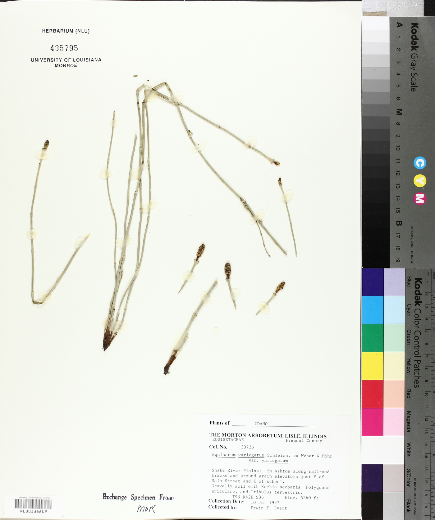 Equisetum variegatum var. variegatum image