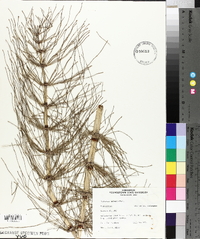 Equisetum telmateia image