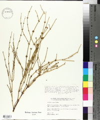 Ephedra viridis image