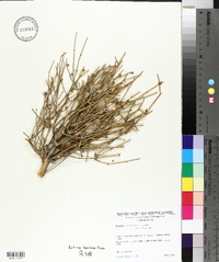 Ephedra nevadensis image