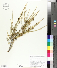 Ephedra nevadensis image