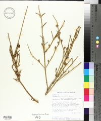 Ephedra californica image