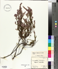 Calluna vulgaris image