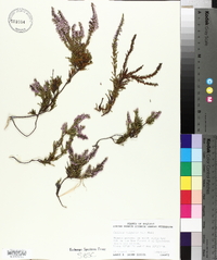 Calluna vulgaris image