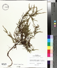 Calluna vulgaris image