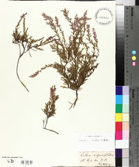 Calluna vulgaris image