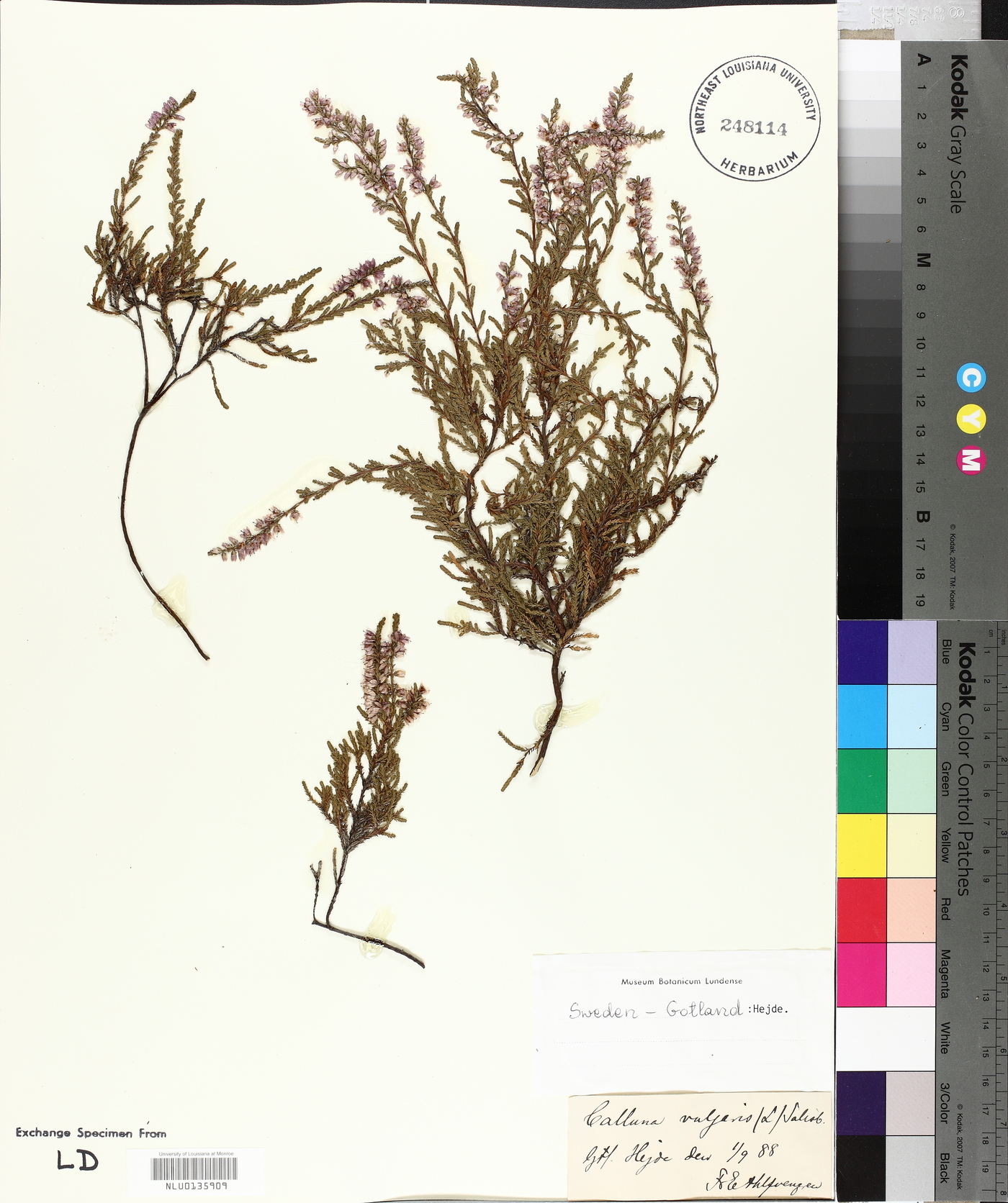 Calluna vulgaris image