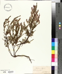 Calluna vulgaris image