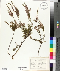 Calluna vulgaris image