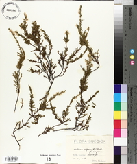 Calluna vulgaris image