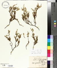 Calluna vulgaris image