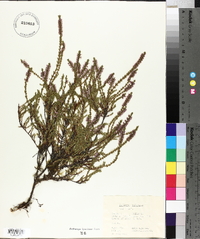 Calluna vulgaris image