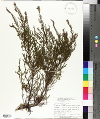 Calluna vulgaris image