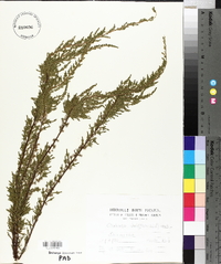 Calluna vulgaris image