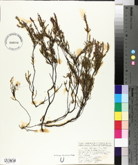 Calluna vulgaris image