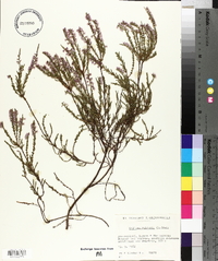 Calluna vulgaris image