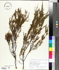 Calluna vulgaris image