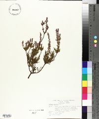 Calluna vulgaris image