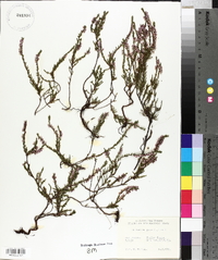 Calluna vulgaris image