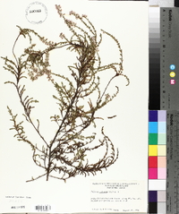 Calluna vulgaris image