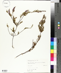 Calluna vulgaris image