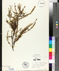 Calluna vulgaris image