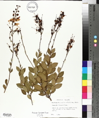 Bejaria racemosa image