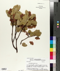 Arctostaphylos patula image