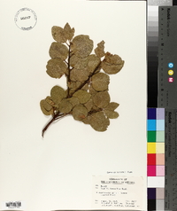 Arctostaphylos patula image