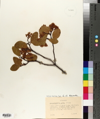 Arctostaphylos patula image