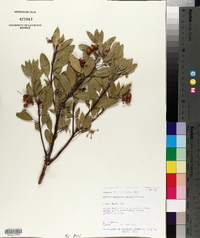 Arctostaphylos patula image