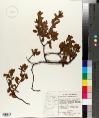 Arctostaphylos nevadensis image