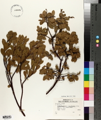 Arctostaphylos nevadensis image