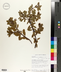 Arctostaphylos nevadensis image