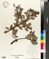 Arctostaphylos pungens image