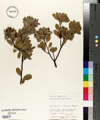 Arctostaphylos pungens image