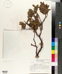 Arctostaphylos pungens image