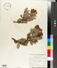 Arctostaphylos pungens image