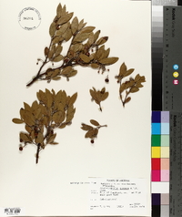 Arctostaphylos pungens image