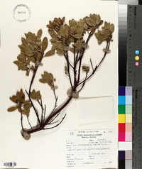 Arctostaphylos pungens image