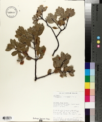 Arctostaphylos pungens image