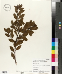 Arctostaphylos pungens image