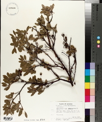 Arctostaphylos pungens image