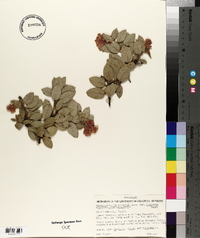 Arctostaphylos pringlei image